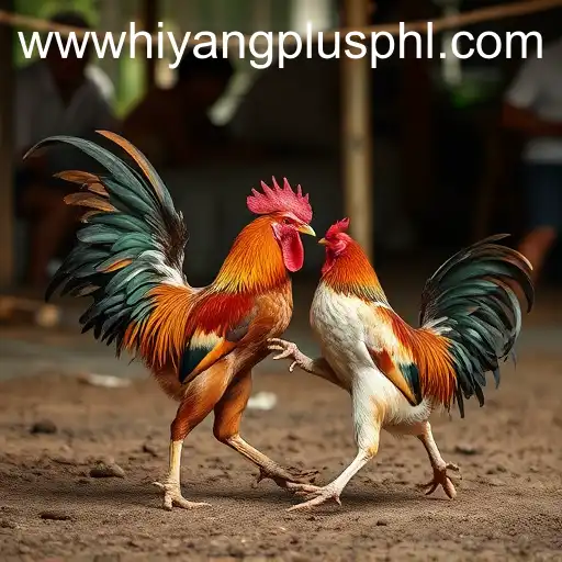 Cockfighting: A Cultural Tradition and Its Connection to Hiyang Plus